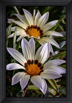 Framed Colorado, Fort Collins, White Flower Close-Up Print