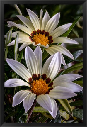 Framed Colorado, Fort Collins, White Flower Close-Up Print