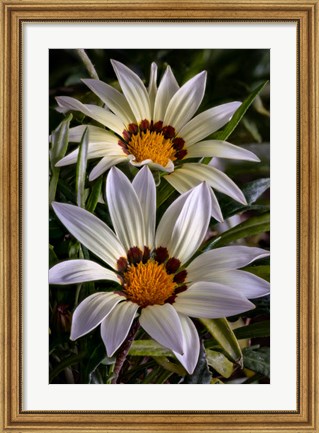 Framed Colorado, Fort Collins, White Flower Close-Up Print