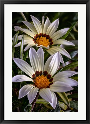 Framed Colorado, Fort Collins, White Flower Close-Up Print