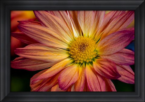 Framed Colorado, Fort Collins, Daisy Flower Close-Up 1 Print