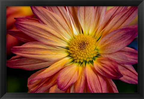 Framed Colorado, Fort Collins, Daisy Flower Close-Up 1 Print