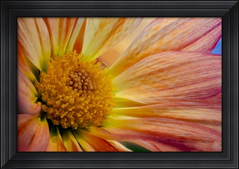 Framed Colorado, Fort Collins, Daisy Flower Close-Up 2 Print