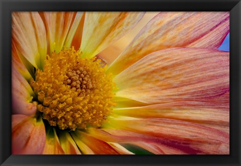 Framed Colorado, Fort Collins, Daisy Flower Close-Up 2 Print