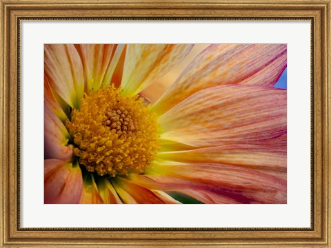 Framed Colorado, Fort Collins, Daisy Flower Close-Up 2 Print