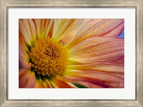 Framed Colorado, Fort Collins, Daisy Flower Close-Up 2 Print