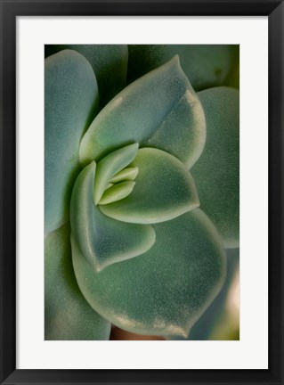 Framed Colorado, Fort Collins, Leatherpetal Succulent Close-Up Print