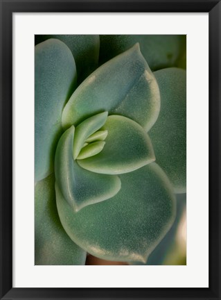 Framed Colorado, Fort Collins, Leatherpetal Succulent Close-Up Print