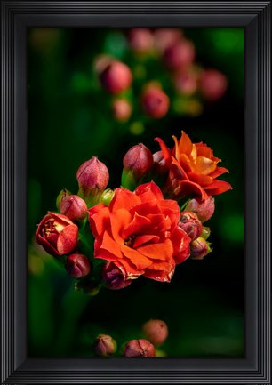 Framed Colorado, Fort Collins, Kalanchoe Flowers Close-Up Print