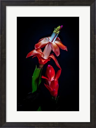 Framed Colorado, Fort Collins, Red Christmas Cactus Plant Print