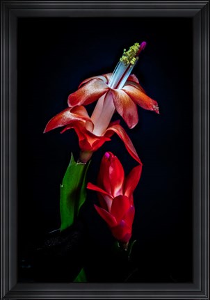 Framed Colorado, Fort Collins, Red Christmas Cactus Plant Print
