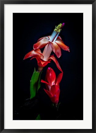 Framed Colorado, Fort Collins, Red Christmas Cactus Plant Print