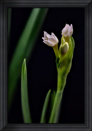 Framed Paperwhite Flower Plant Close-Up Print