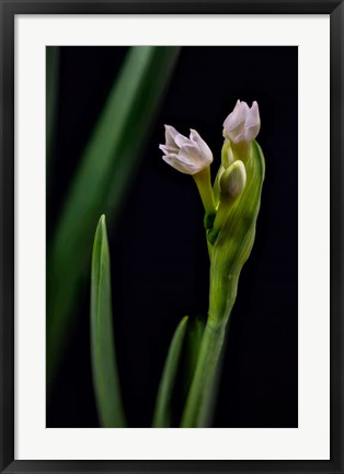 Framed Paperwhite Flower Plant Close-Up Print
