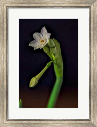 Framed Colorado, Paperwhite Flower Plant Close-Up Print