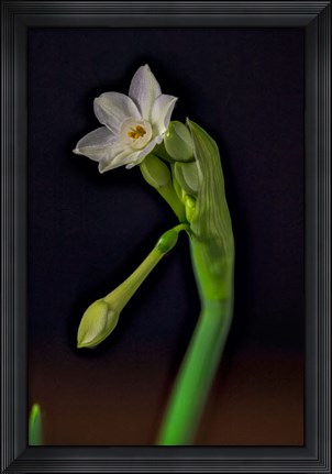 Framed Colorado, Paperwhite Flower Plant Close-Up Print