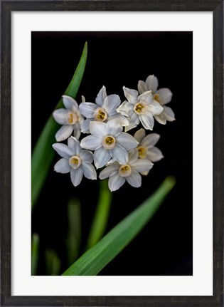 Framed Colorado, Fort Collins, Paperwhite Flower Plant Close-Up Print