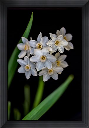 Framed Colorado, Fort Collins, Paperwhite Flower Plant Close-Up Print