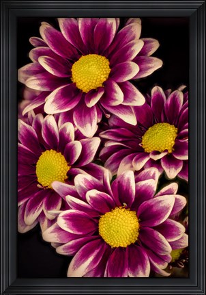 Framed Colorado, Orinoco Daisies Close-Up Print