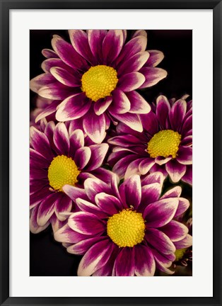 Framed Colorado, Orinoco Daisies Close-Up Print