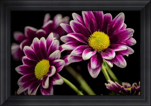 Framed Colorado, Fort Collins, Orinoco Daisies Close-Up Print