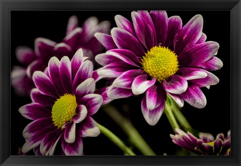 Framed Colorado, Fort Collins, Orinoco Daisies Close-Up Print