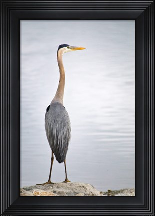 Framed Colorado, Great Blue Heron Print