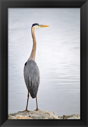 Framed Colorado, Great Blue Heron Print