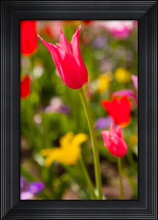 Framed Spring Flowers On Pearl Street, Colorado Print