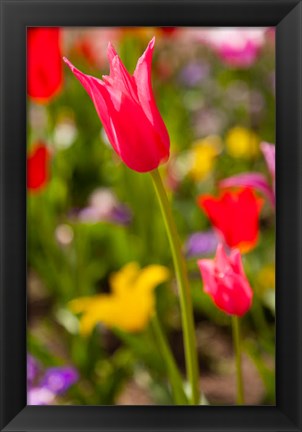 Framed Spring Flowers On Pearl Street, Colorado Print
