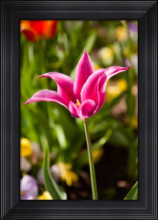 Framed Spring Flowers On Pearl Street, Boulder, Colorado Print