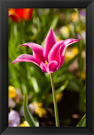 Framed Spring Flowers On Pearl Street, Boulder, Colorado Print