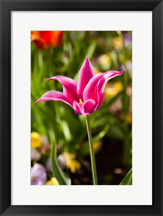 Framed Spring Flowers On Pearl Street, Boulder, Colorado Print