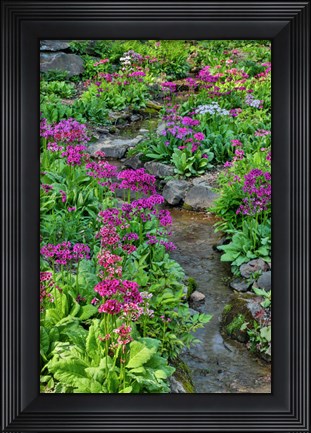 Framed Marsh Primrose Along Small Stream, Winterthur Gardens, New Castle County, Delaware Print