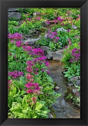 Framed Marsh Primrose Along Small Stream, Winterthur Gardens, New Castle County, Delaware Print