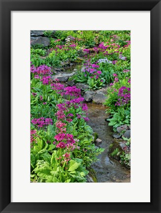 Framed Marsh Primrose Along Small Stream, Winterthur Gardens, New Castle County, Delaware Print