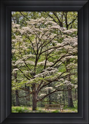 Framed Bench Under Blooming White Dogwood Amongst The Hardwood Tree, Hockessin, Delaware Print