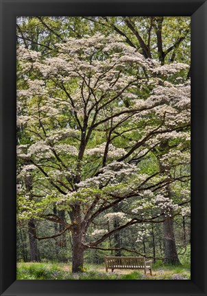 Framed Bench Under Blooming White Dogwood Amongst The Hardwood Tree, Hockessin, Delaware Print