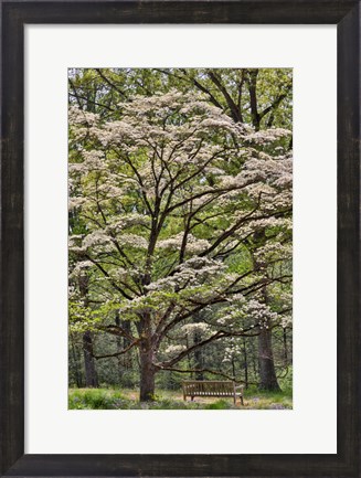 Framed Bench Under Blooming White Dogwood Amongst The Hardwood Tree, Hockessin, Delaware Print