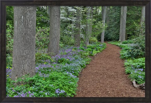 Framed Mt, Cuba Center, Hockessin, Delaware, Along The Woods Path Rimmed By Wildflowers Print