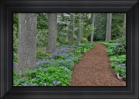 Framed Mt, Cuba Center, Hockessin, Delaware, Along The Woods Path Rimmed By Wildflowers Print