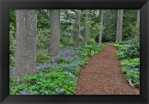 Framed Mt, Cuba Center, Hockessin, Delaware, Along The Woods Path Rimmed By Wildflowers Print