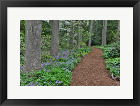 Framed Mt, Cuba Center, Hockessin, Delaware, Along The Woods Path Rimmed By Wildflowers Print