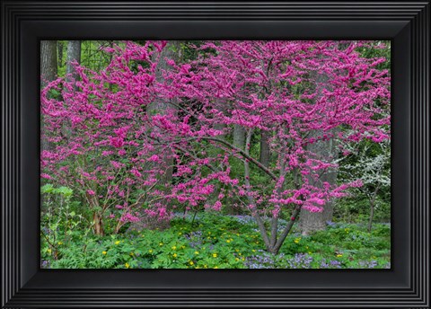 Framed Redbud Tree In Full Bloom, Mt, Cuba Center, Hockessin, Delaware Print
