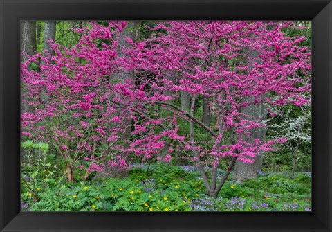 Framed Redbud Tree In Full Bloom, Mt, Cuba Center, Hockessin, Delaware Print