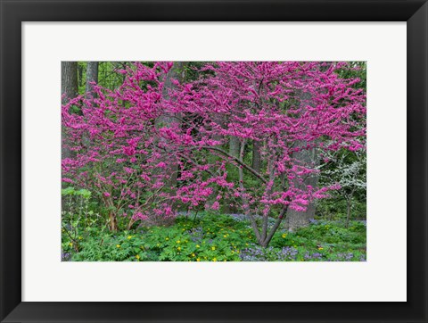 Framed Redbud Tree In Full Bloom, Mt, Cuba Center, Hockessin, Delaware Print