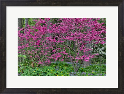 Framed Redbud Tree In Full Bloom, Mt, Cuba Center, Hockessin, Delaware Print