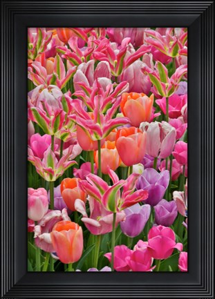 Framed Tulips In Planters, Formal Garden, Mt, Hockessin, Delaware Print