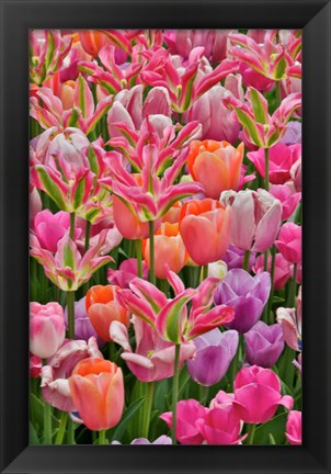 Framed Tulips In Planters, Formal Garden, Mt, Hockessin, Delaware Print