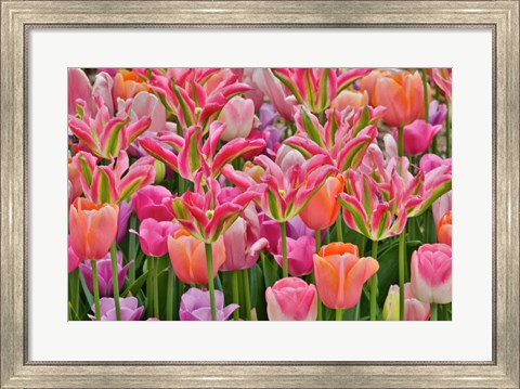 Framed Tulips In Planters, Formal Garden, Mt, Cuba Center, Hockessin, Delaware Print